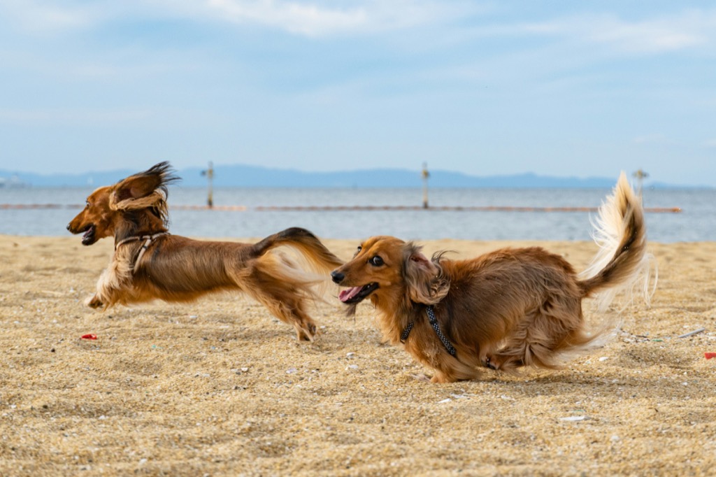 No fillers or gross ingredients Zoomy’s: Everyday! is our line of food made to nourish your pets everyday! Formulated to meet AAFCO standards so it's scientifically balanced. Each recipe is offered in a blend that will match your pet's age and life stage